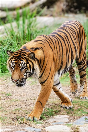 行走的华南老虎野生动物图片