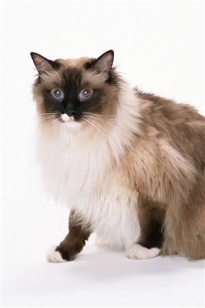 蓝眼睛喜马拉雅猫小猫咪图片