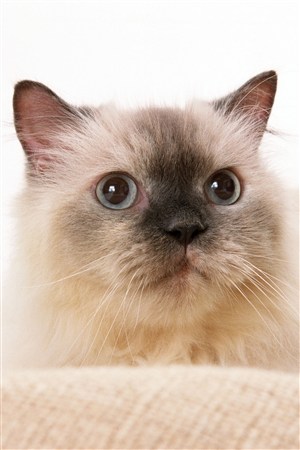 有个性的喜马拉雅猫小猫咪图片