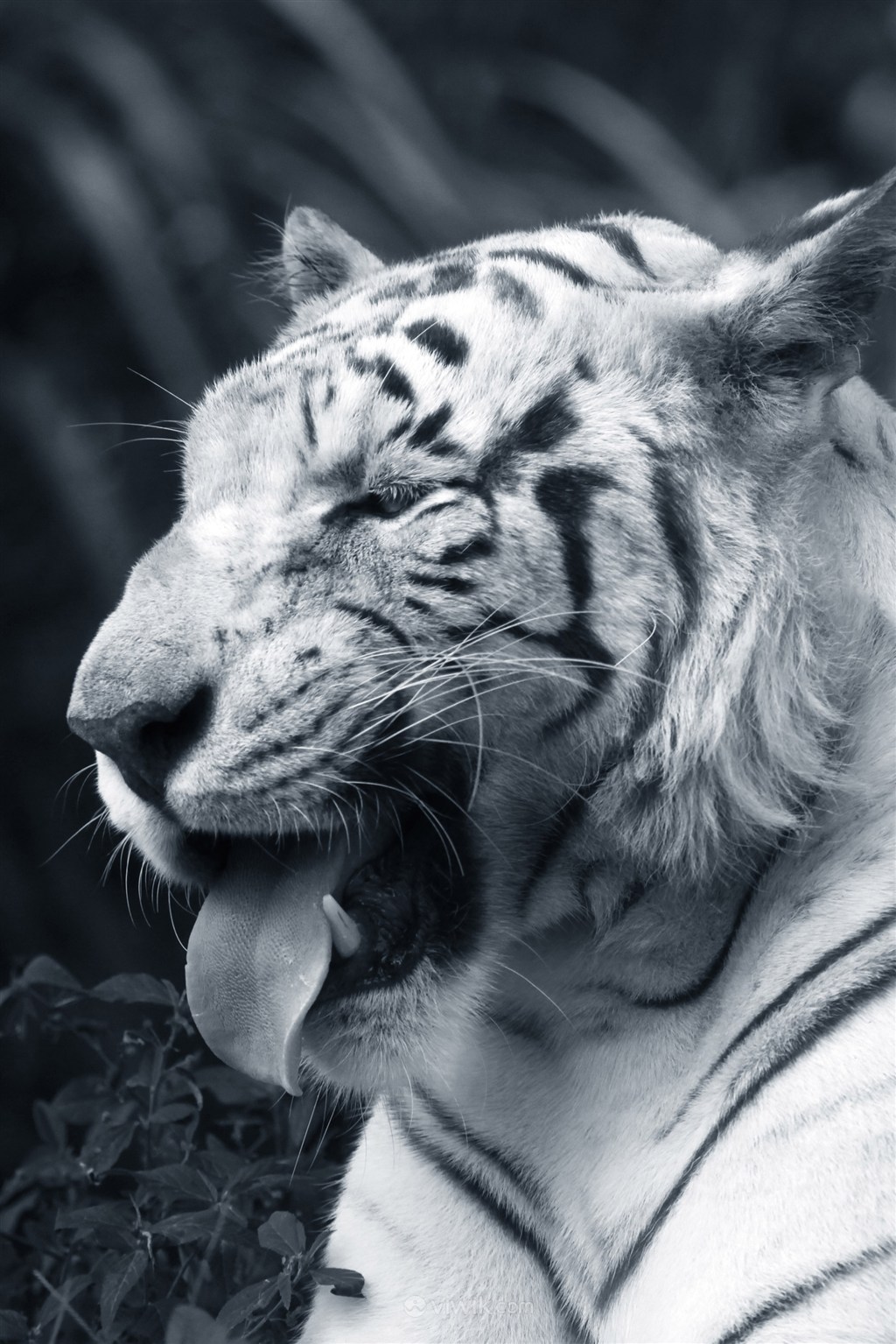 吐舌头的老虎野生动物图片