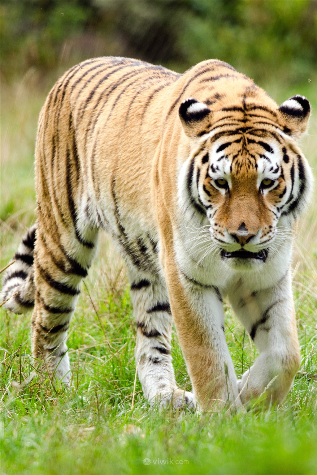 体型最大的华南老虎野生动物图片