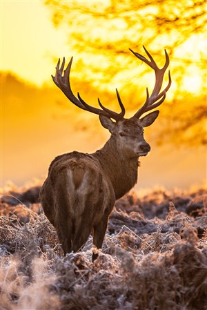 冬天暖阳下的麋鹿野生动物图片