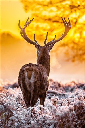 唯美风景麋鹿背影野生动物图片