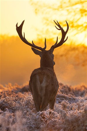 看着阳光的麋鹿野生动物图片