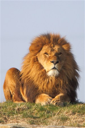 山坡上吹风的狮子野生动物图片