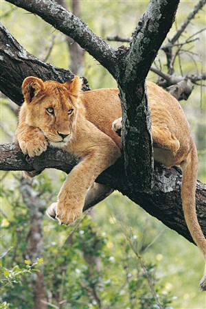 躺在树杈里的狮子野生动物图片
