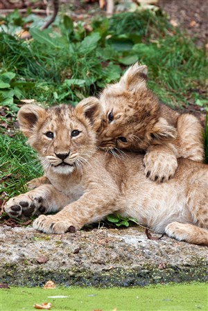 抱在一起的两头小狮子野生动物图片