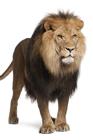 高清狮子野生动物图片