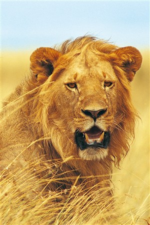呲牙凶猛的狮子野生动物图片