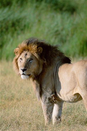回头看的狮子野生动物图片