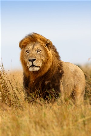 风中凌乱的狮子野生动物图片