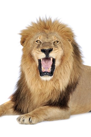 张开大嘴巴的狮子野生动物图片