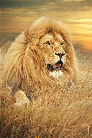 趴在草地凌乱的狮子野生动物图片