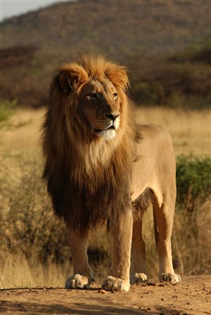 站着看远方的狮子野生动物图片