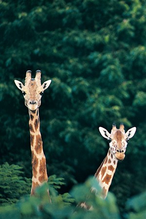 两头伸出头高高的长颈鹿野生动物图片