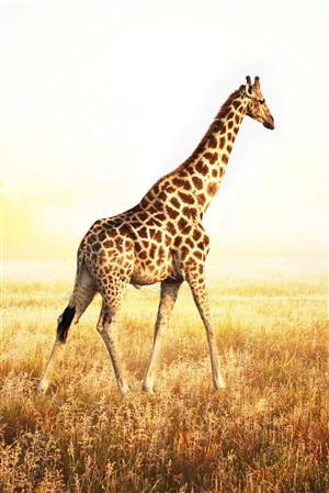 长颈鹿侧影野生动物图片