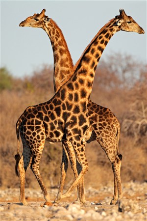 两头交叉的长颈鹿野生动物图片