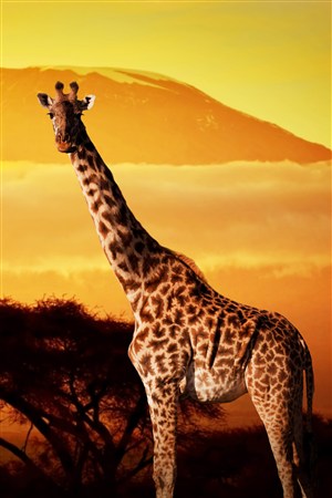 唯美夕阳下长颈鹿野生动物图片