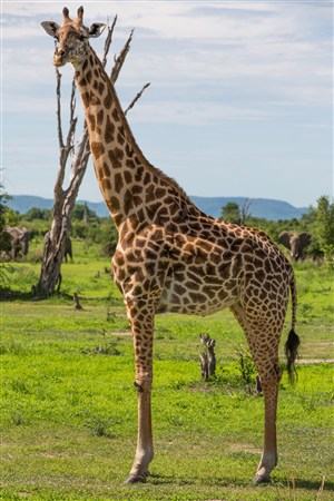 高清长颈鹿野生动物图片