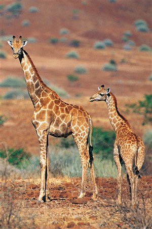 小长颈鹿与大长颈鹿野生动物图片