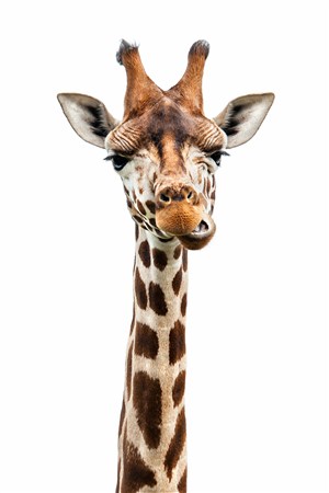 高清头部近照长颈鹿野生动物图片