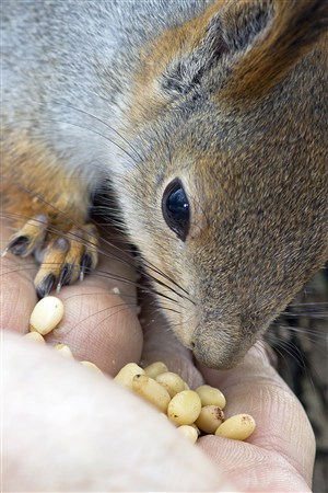 吃手掌里食物的松鼠野生动物图片