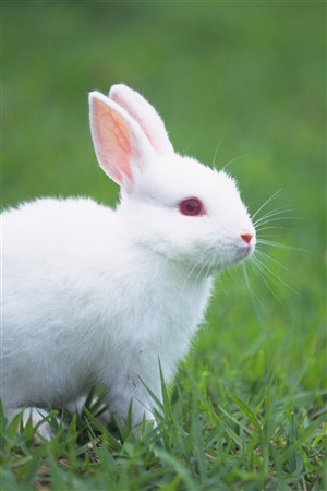 草原上小白兔宠物兔子图片
