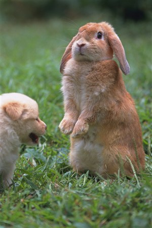 惊悚站立的宠物兔子图片