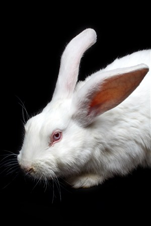 竖起耳朵的小白兔宠物兔子图片