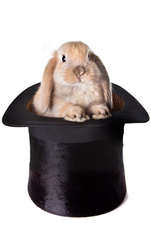 爵士帽子里的长耳兔宠物兔子图片