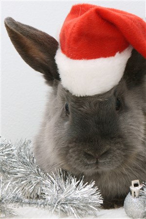 戴圣诞帽的宠物兔子图片