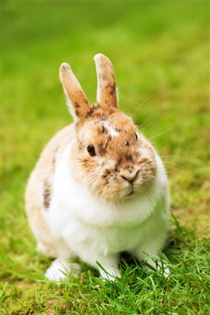 可爱的胖宠物兔子图片