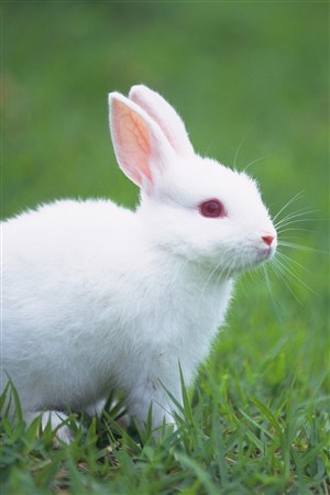 雪白的小白兔宠物兔子图片