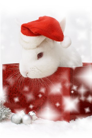 圣诞节宠物兔子图片