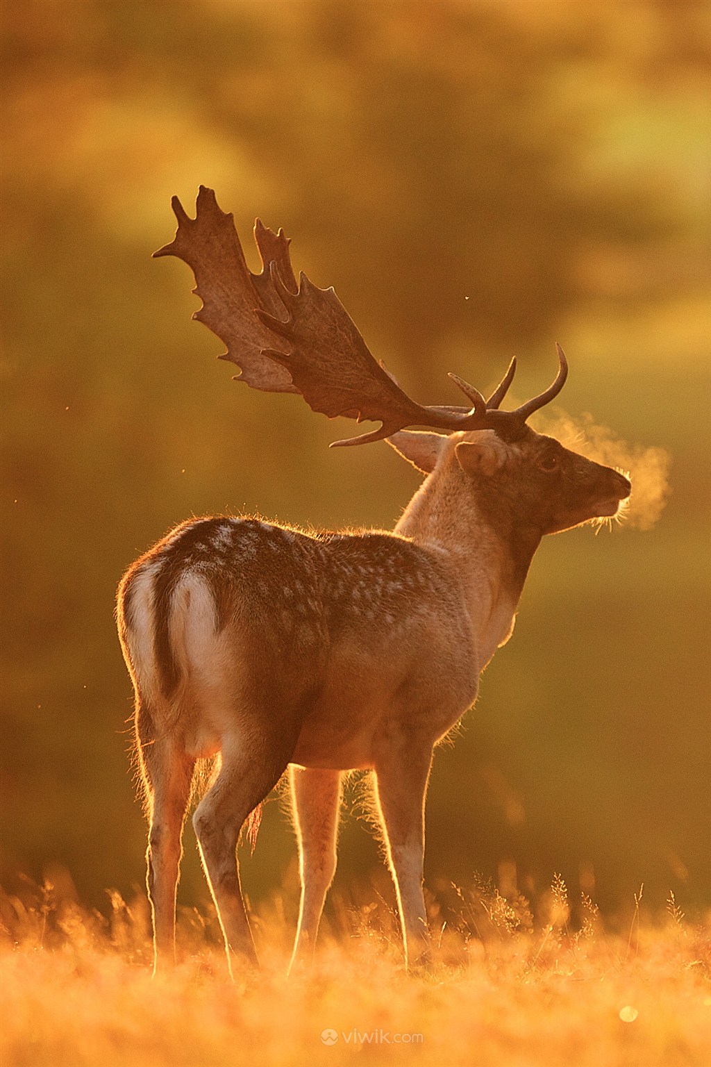 冬天可以看到气息的麋鹿野生动物图片