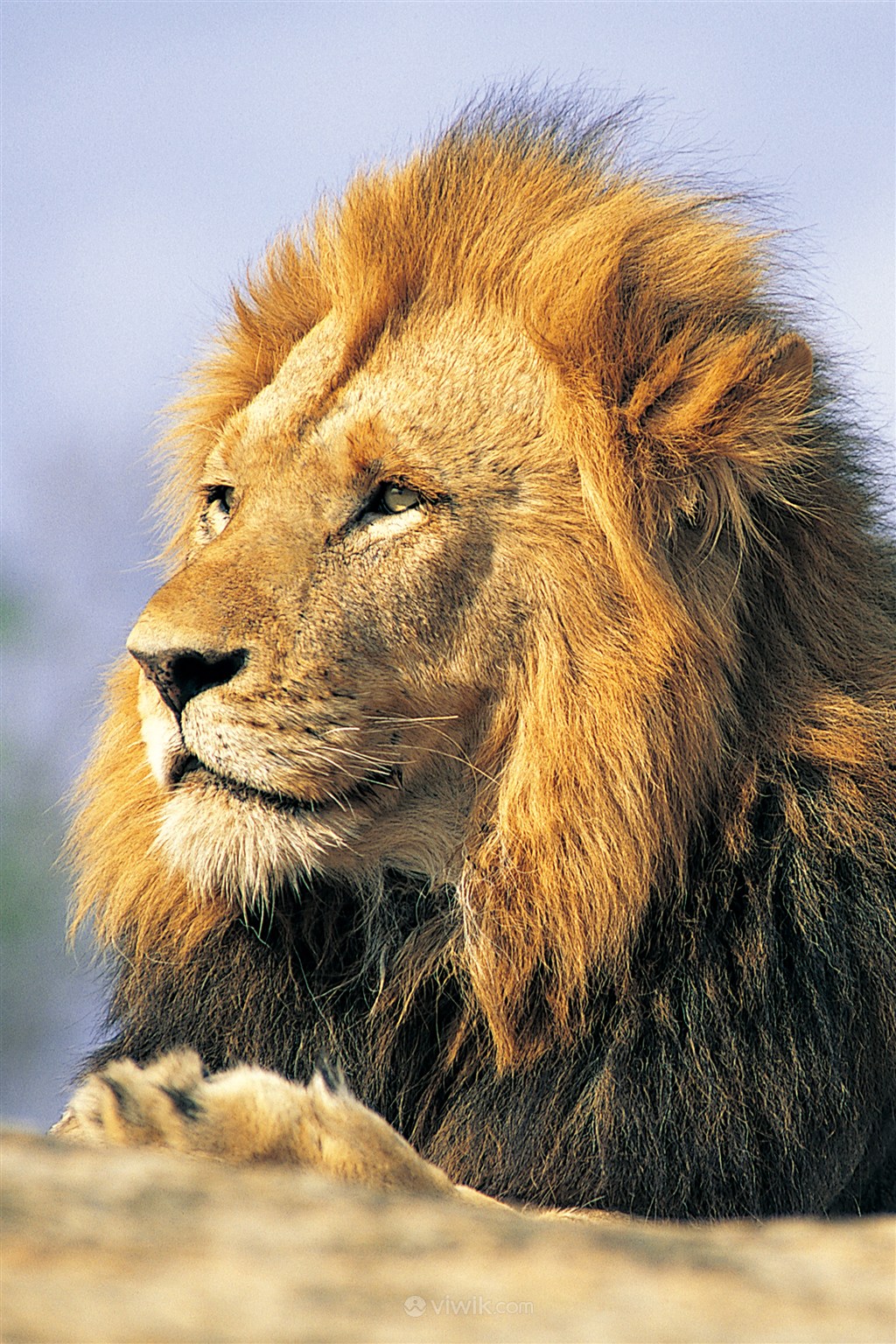 狮子头高清特写野生动物图片