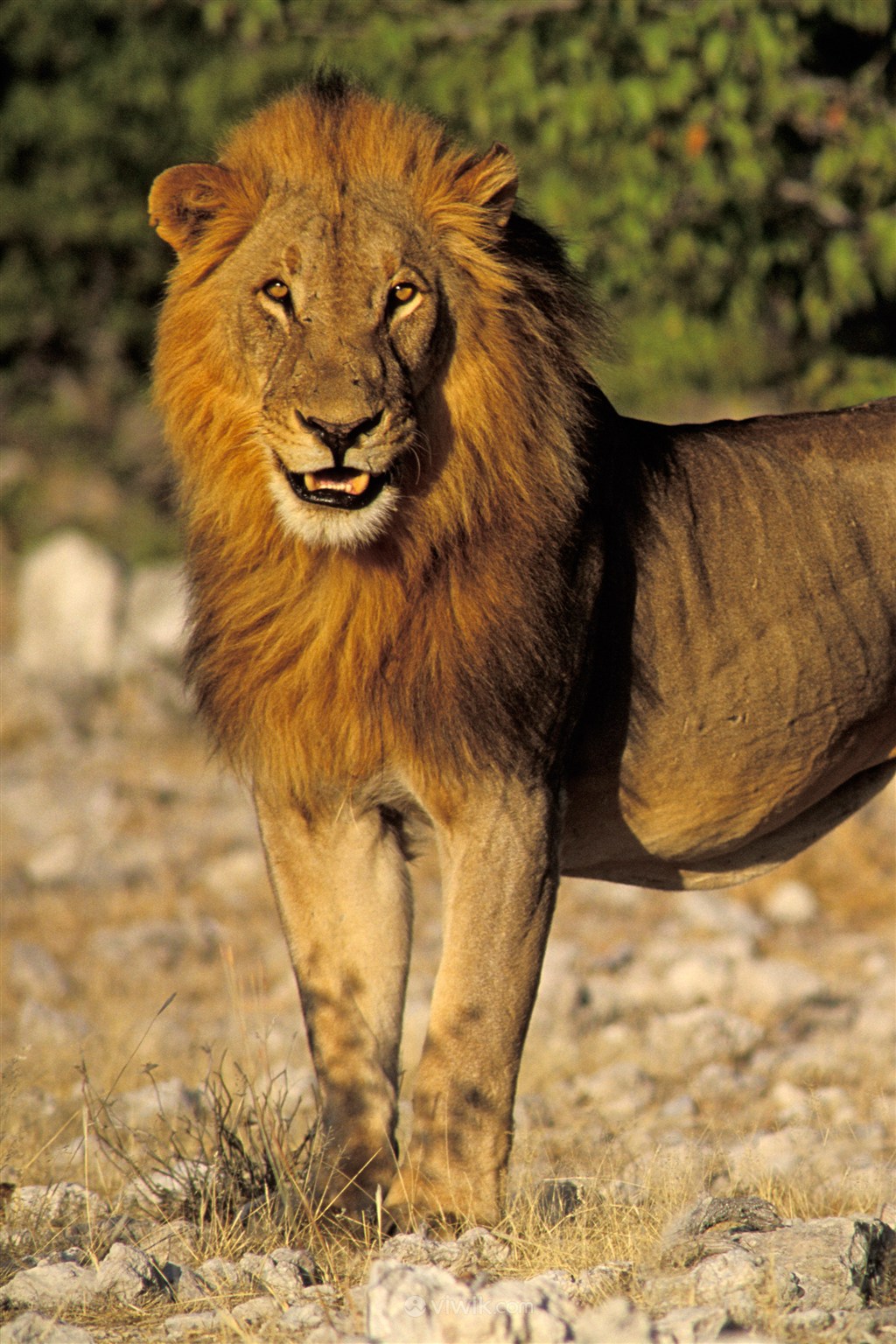 微笑的狮子野生动物图片
