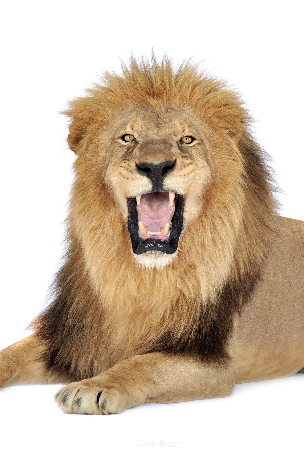 张开大嘴巴的狮子野生动物图片