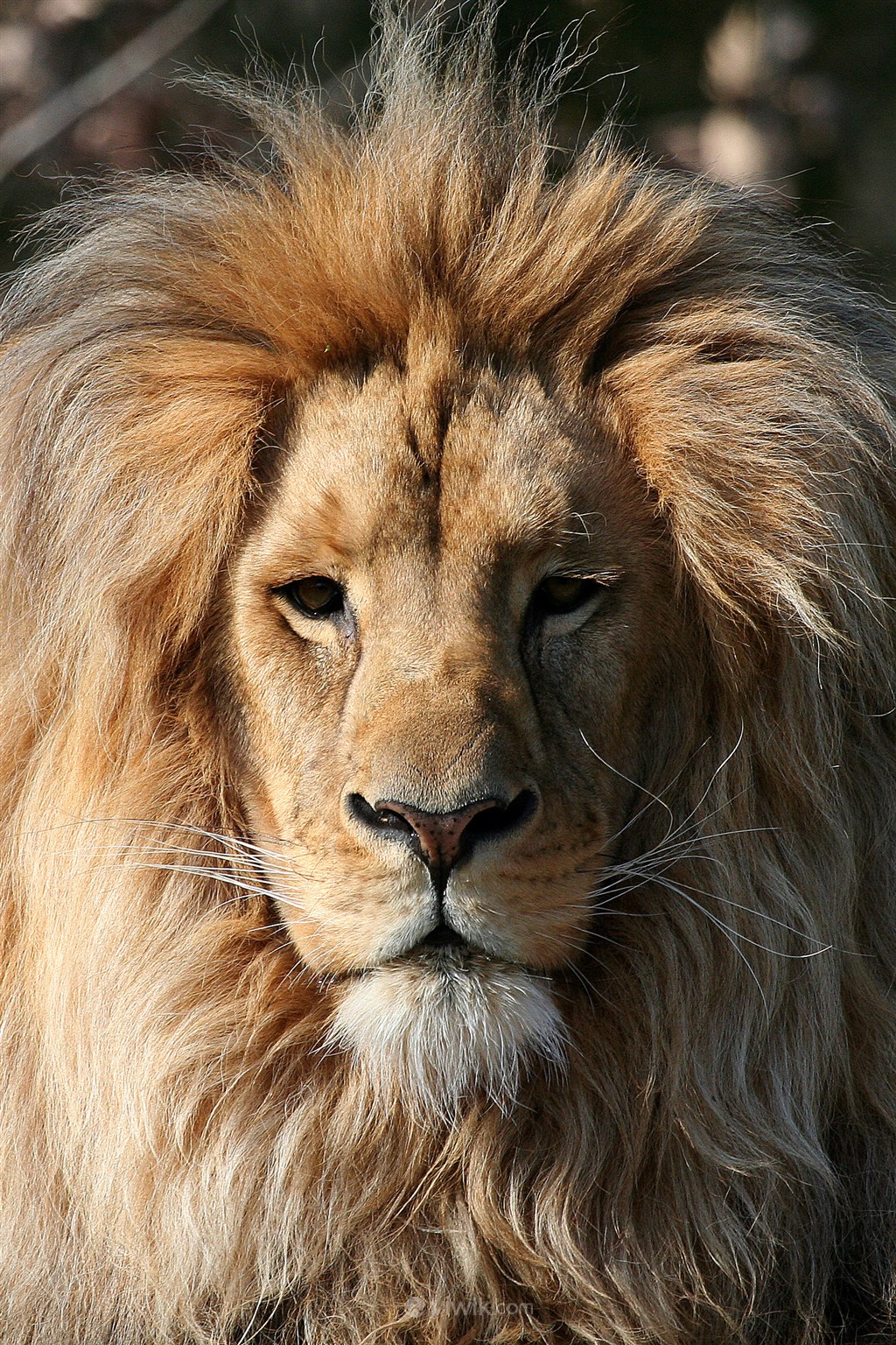 一本正经的狮子野生动物图片