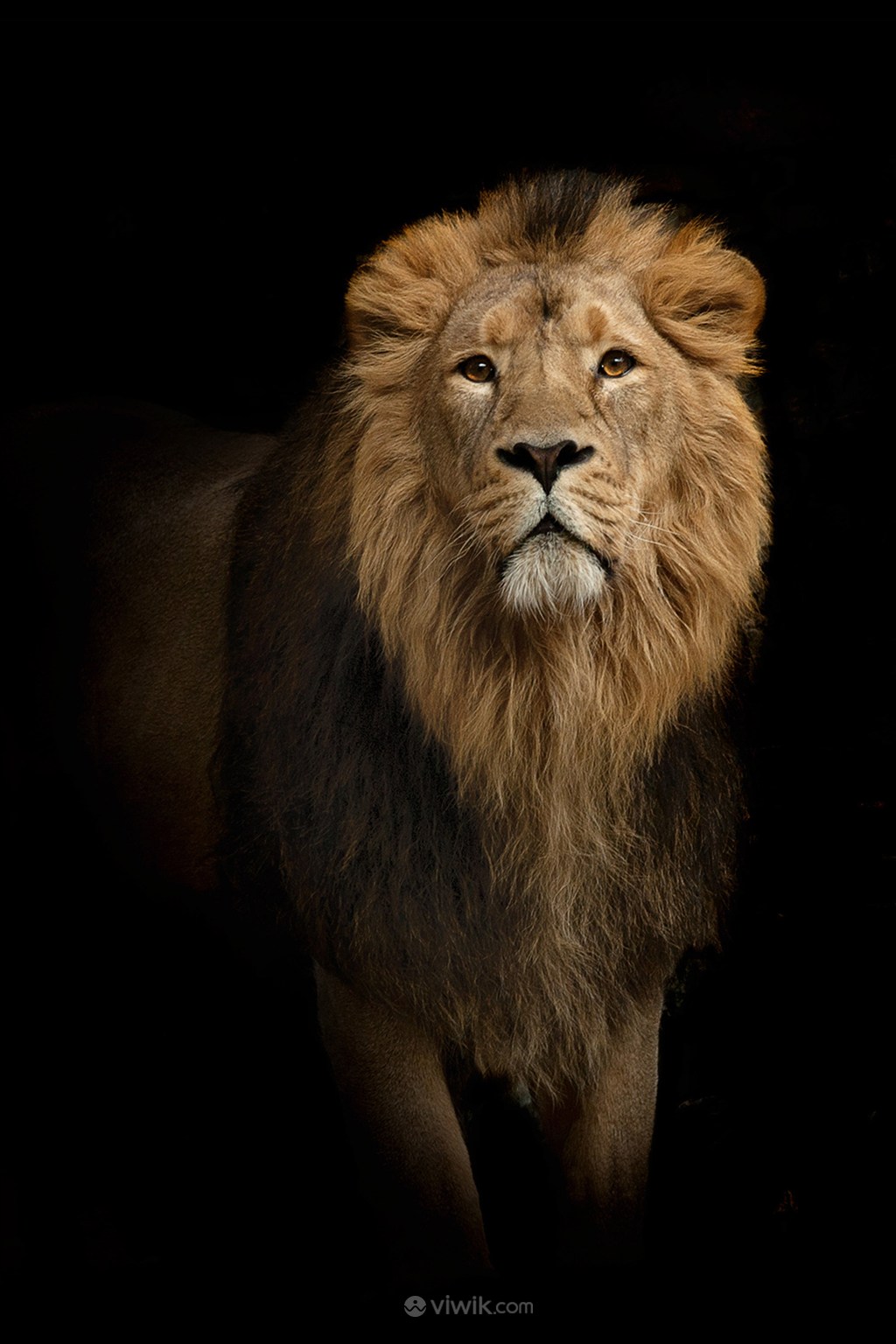 黑暗中的狮子野生动物图片