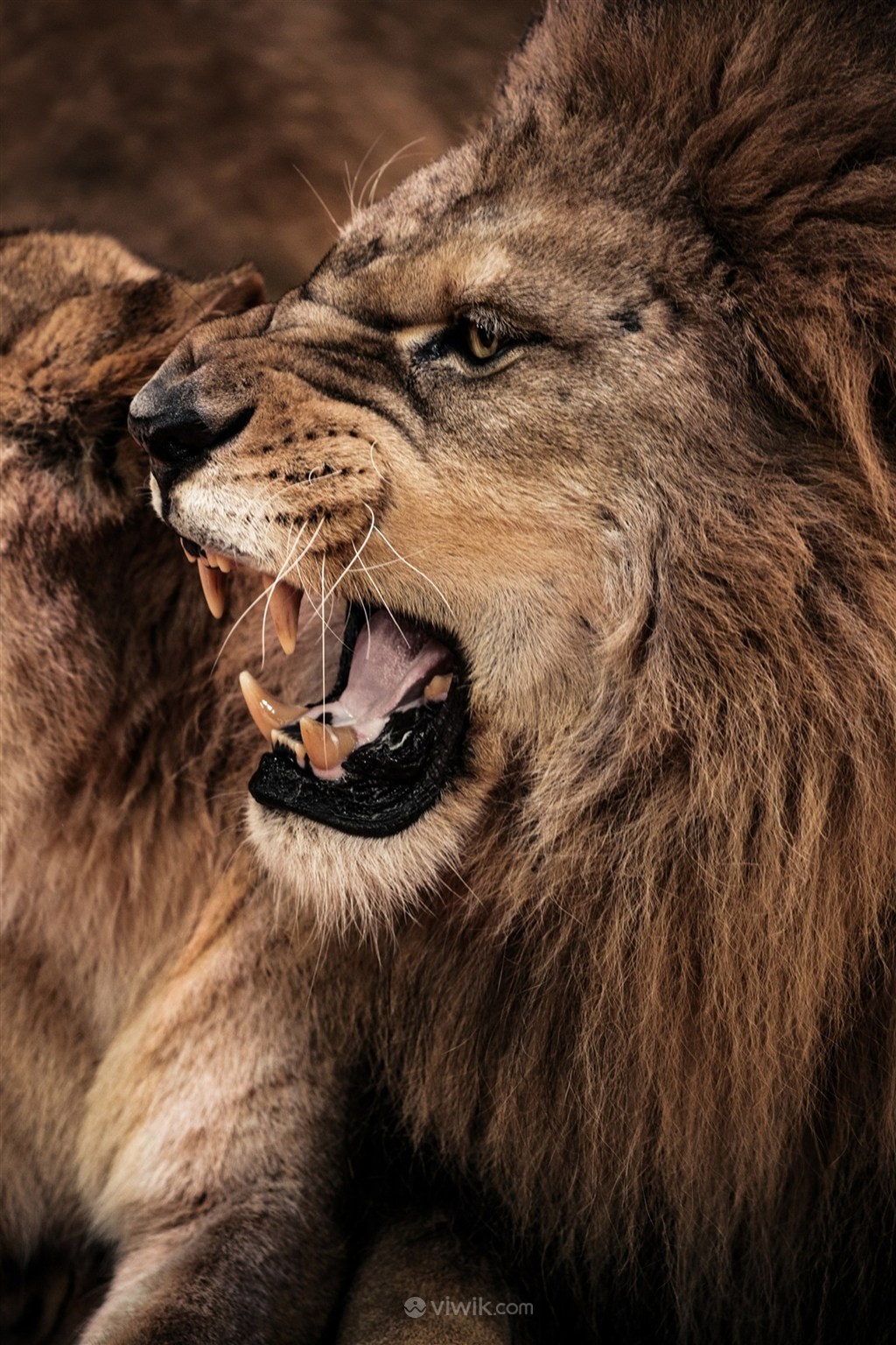 凶猛残暴的狮子野生动物图片