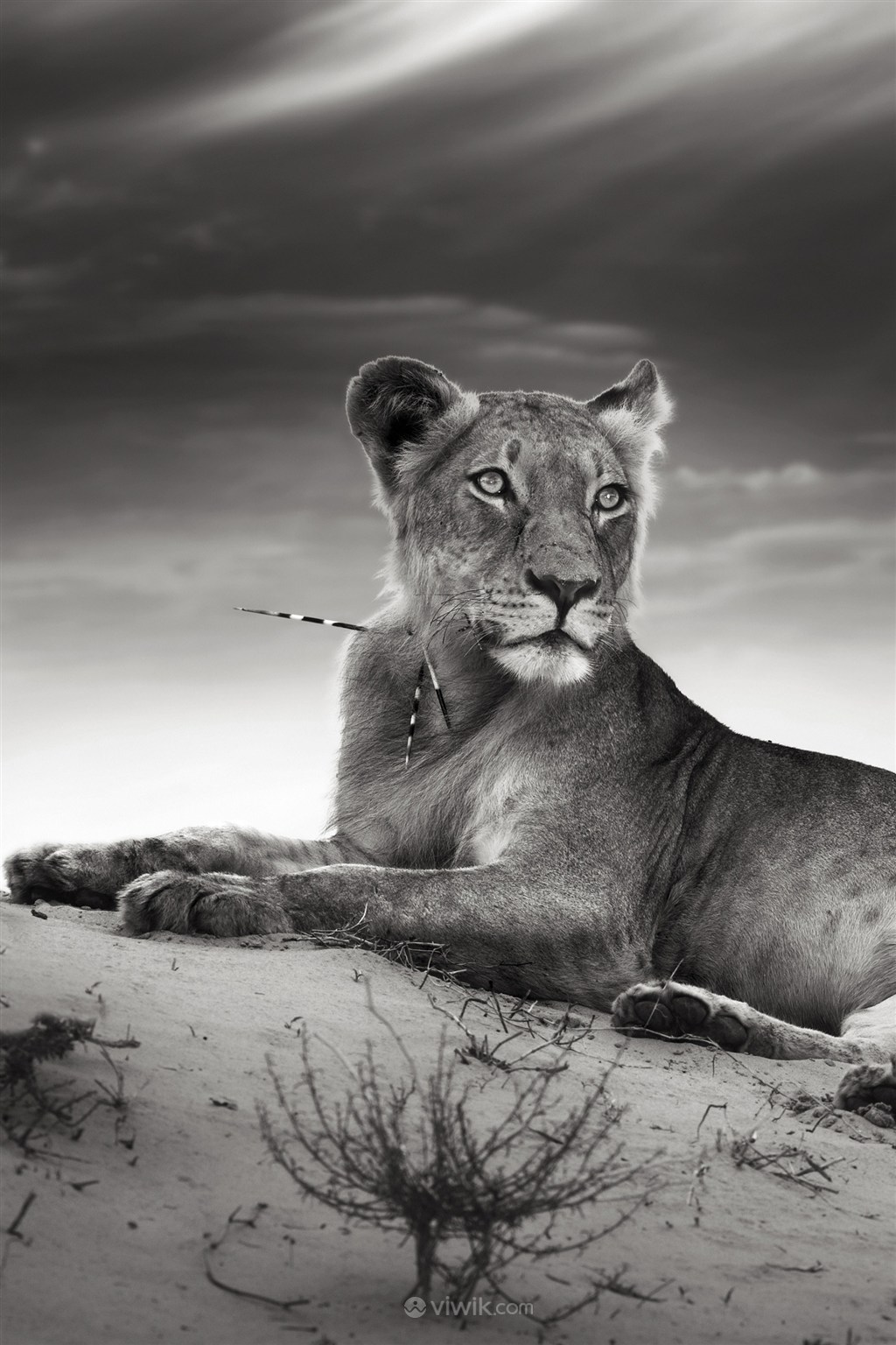 黑白照片狮子野生动物图片