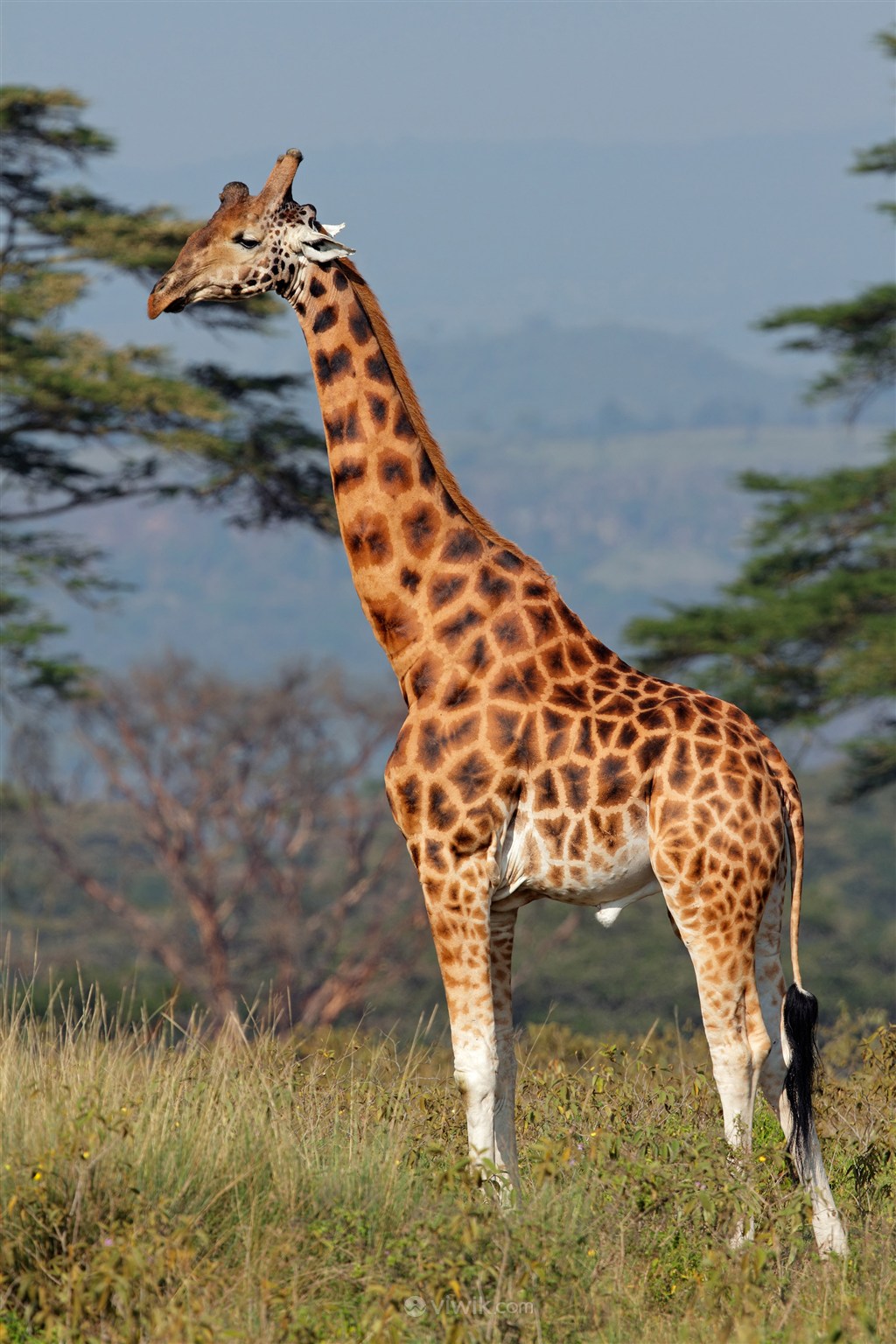 高高帅气的长颈鹿野生动物图片