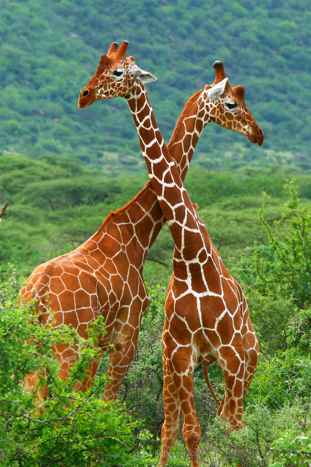 绿色森林的长颈鹿野生动物图片