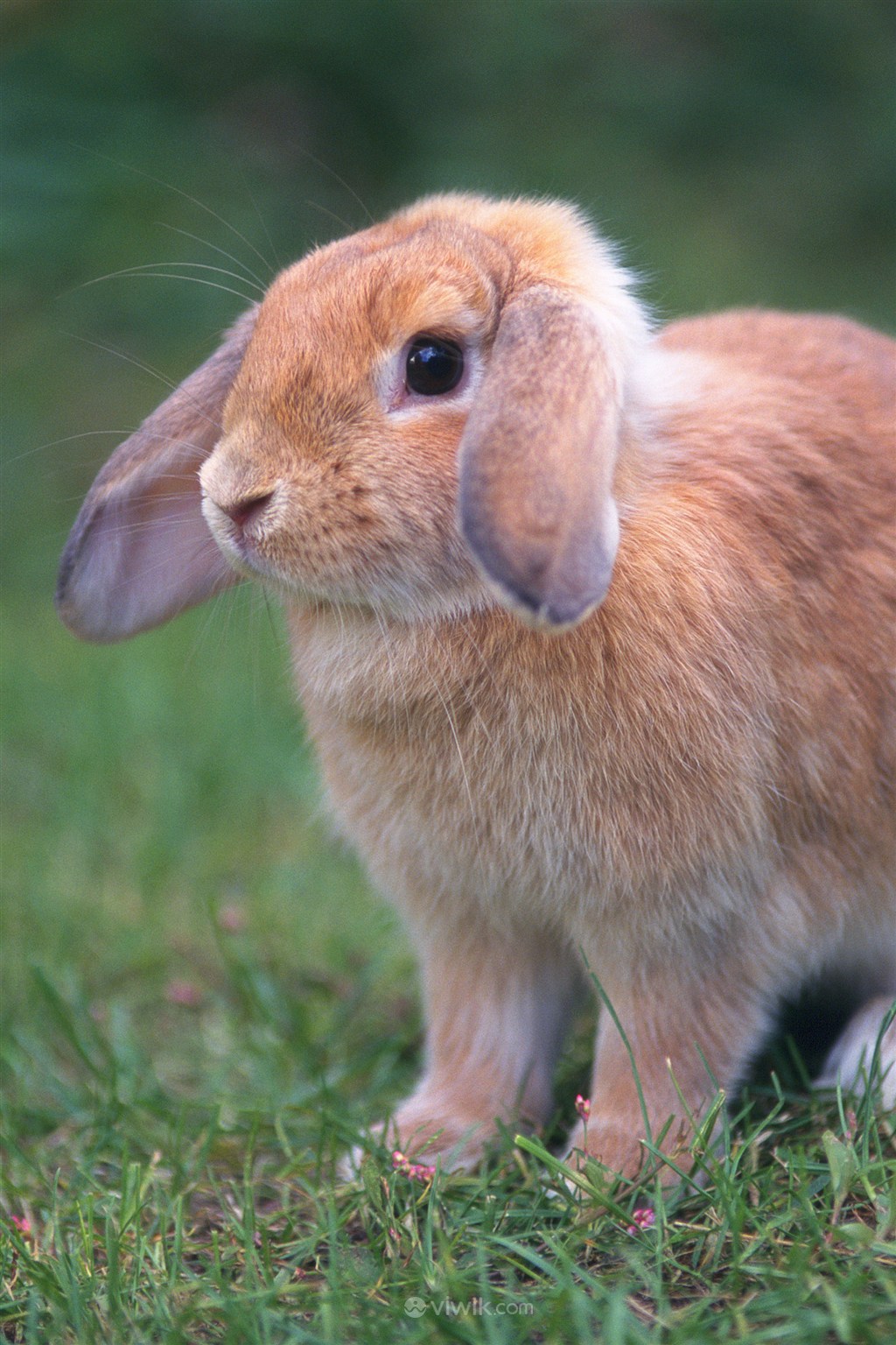 高清宠物兔子图片