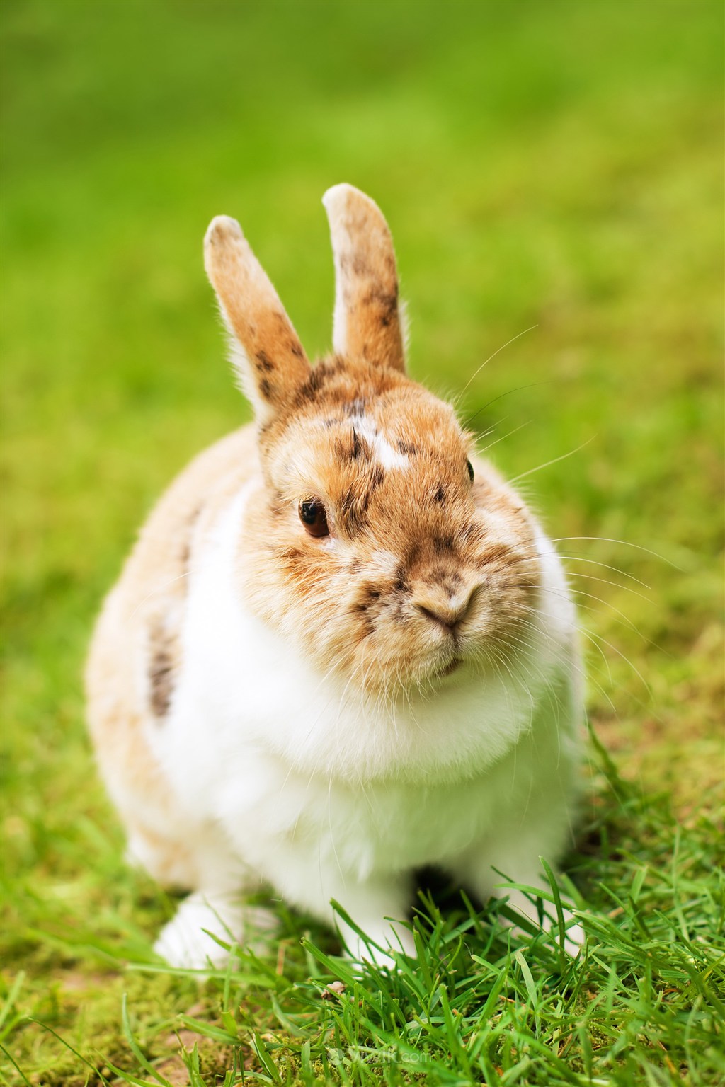 可爱的胖宠物兔子图片