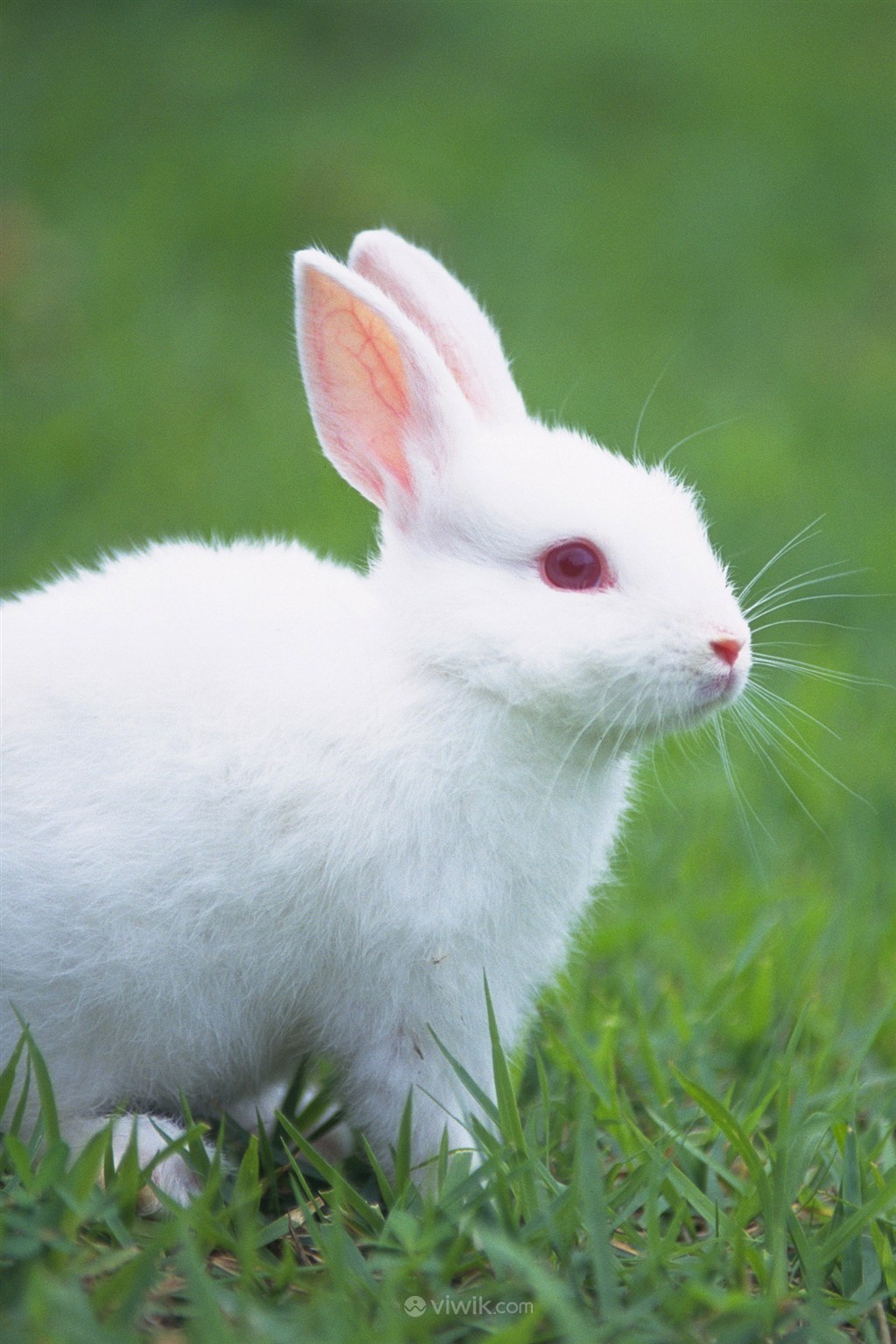 雪白的小白兔宠物兔子图片