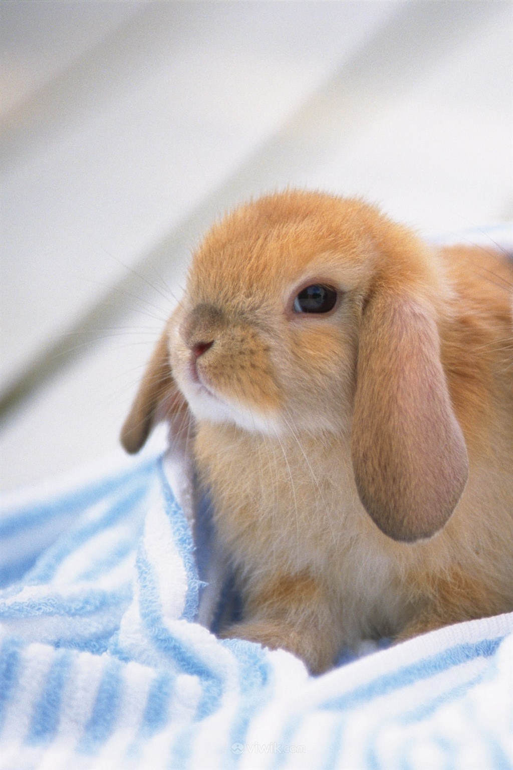 高清长耳兔宠物兔子图片
