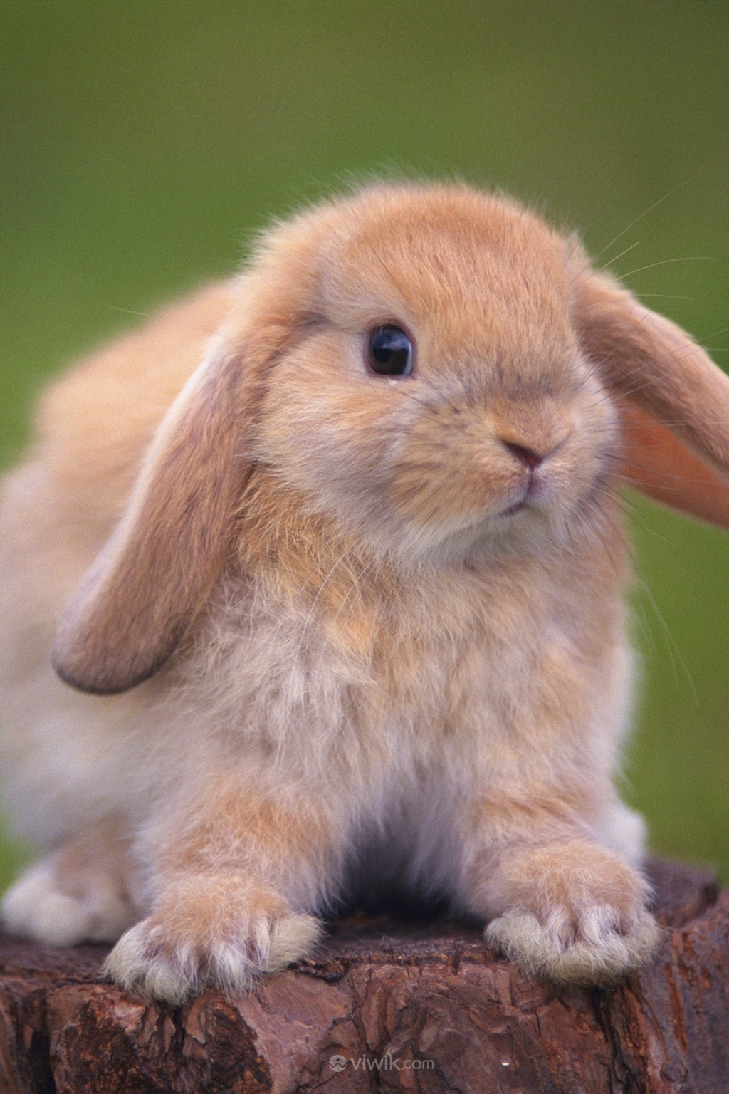 可爱乖巧的宠物兔子图片