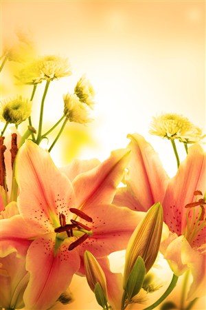 最美丽的百合鲜花图片